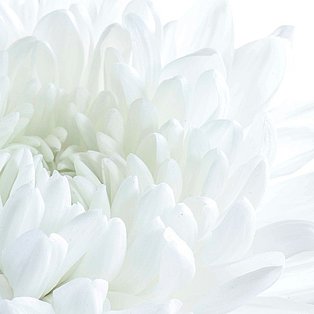 Eine weiße Blume in Nahaufnahme
