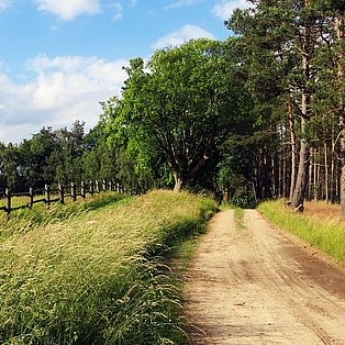 Ein Weg führt an einem Wald entlang