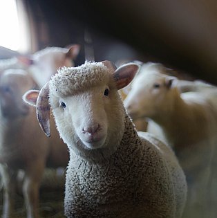 Ein Schaf schaut freundlich in die Kamera