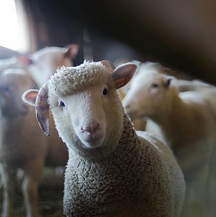 Ein Schaf blickt in die Kamera